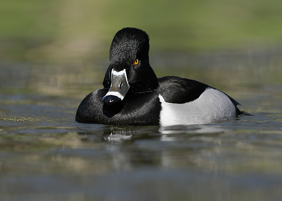 Ring-necked Duck Aythya collaris