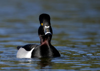 Ring-necked Duck Aythya collaris