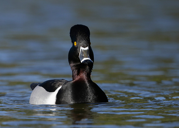 Ring-necked Duck Aythya collaris