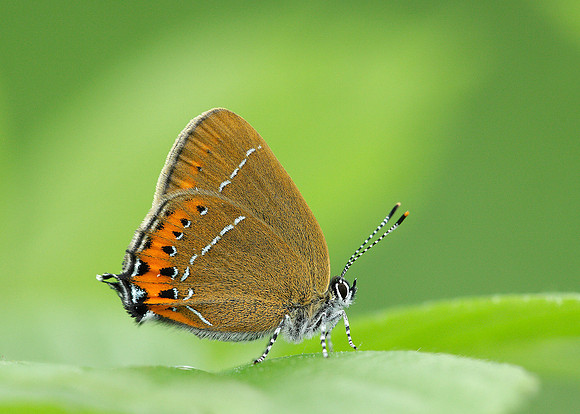 Black Hairstreak Satyrium pruni