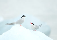 Arctic Tern Sterna paradisaea