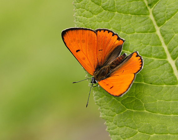 Large Copper Lycaena dispar
