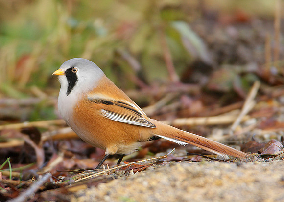Bearded Tit Panurus biarmicus