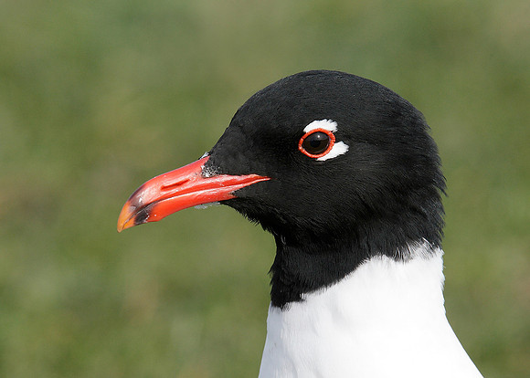 Mediterranean Gull Larus melanocephalus