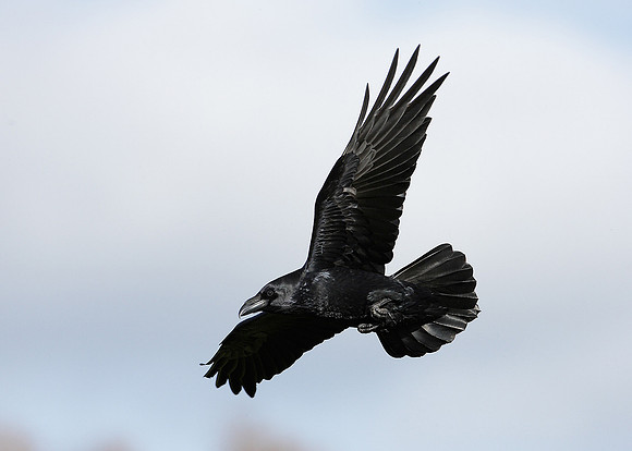 Raven Corvus corax