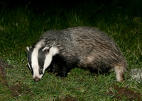 Badger Meles meles