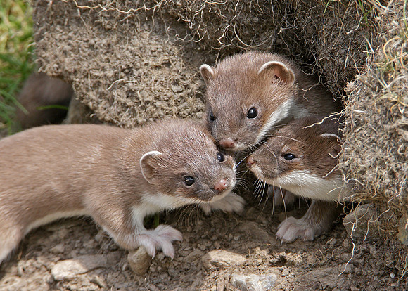 Stoat Mustela erminea