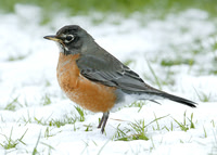 American Robin Turdus migratorius