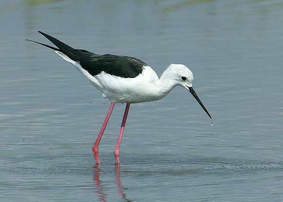 Black-winged Stilt Himantopus himantopus