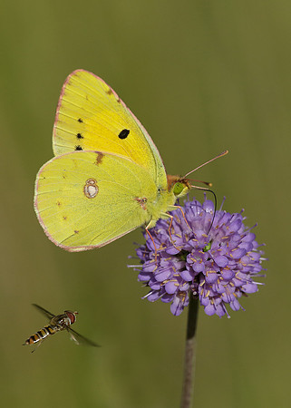 Clouded Yellow Colias croceus