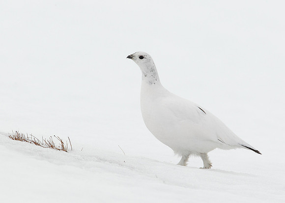 Ptarmigan Lagopus mutus
