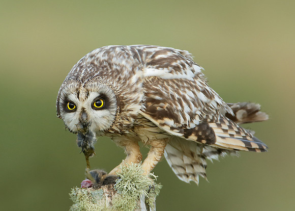 Short-eared Owl Asio flammeus