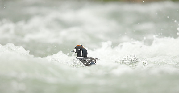 Harlequin Histrionicus histrionicus