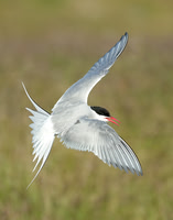 Arctic Tern Sterna paradisaea