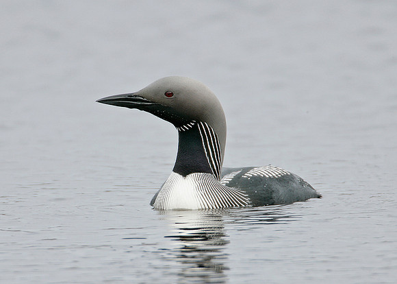 Black-throated Diver Gavia arctica