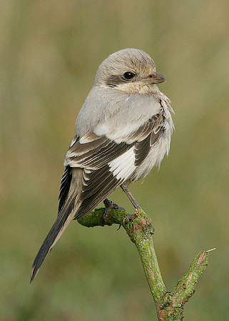 Steppe Grey Shrike Lanius meridionalis pallidirostris