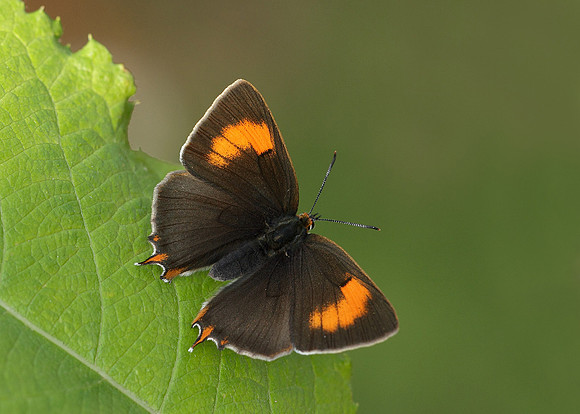 Brown Hairstreak Thecla betulae