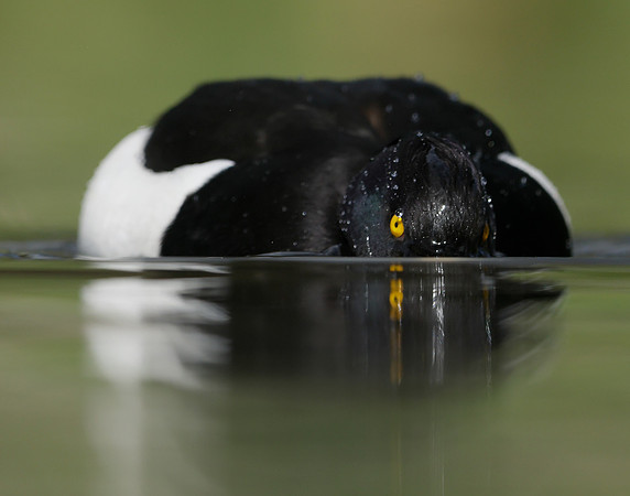 Tufted Duck Aythya fuligula
