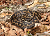 Adder Vipera berus