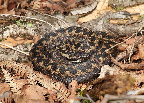 Adder Vipera berus