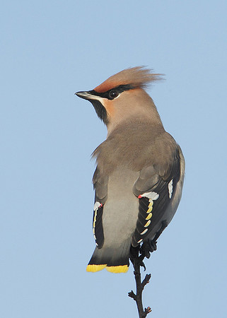 Waxwing Bombycilla garrulus