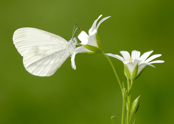 Wood White Leptidae sinapis