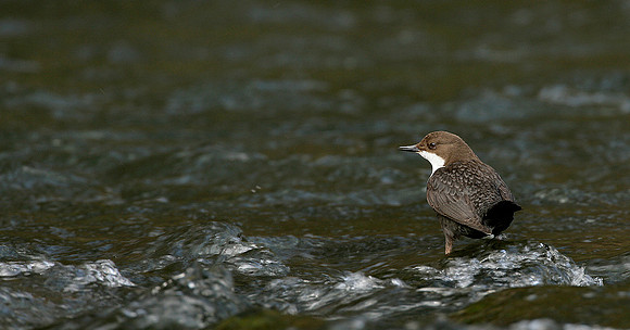 Dipper Cinclus cinclus