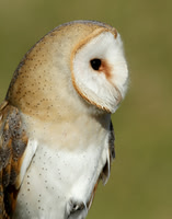 Barn Owl Tyto alba
