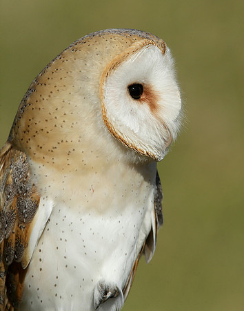 Barn Owl Tyto alba