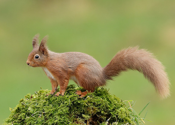 Red Squirrel  Sciurus vulgaris