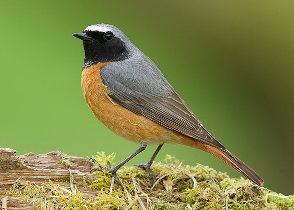 Redstart Phoenicurus phoenicurus