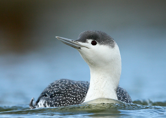 Red-throated Diver Gavia stellata