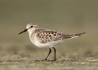 Baird's Sandpiper Calidris bairdii