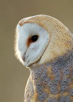 Barn Owl Tyto alba