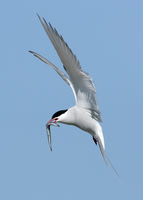 Arctic Tern Sterna paradisaea