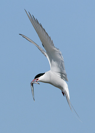 Arctic Tern Sterna paradisaea