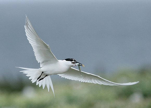Sandwich Tern Sterna sandvicensis