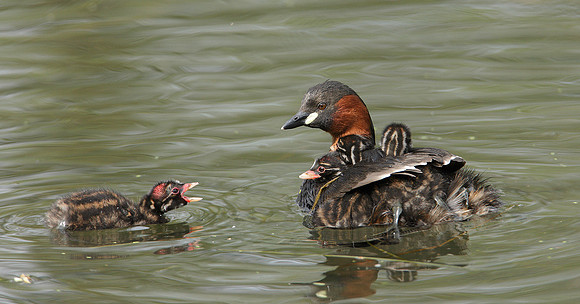 Little Grebe Tachybaptus ruficollis