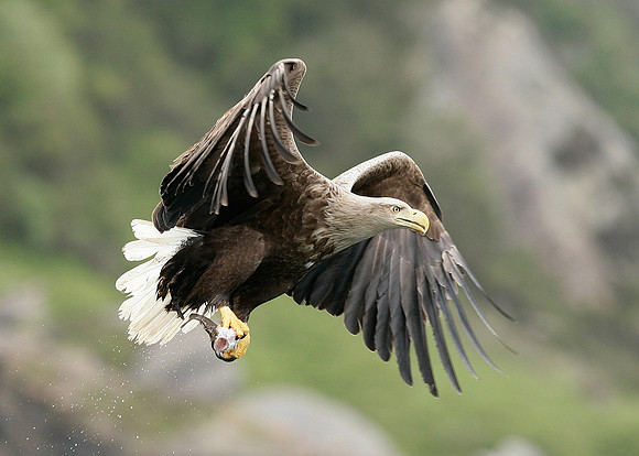 White-tailed Eagle Haliaeetus albicilla