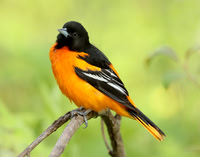 Baltimore Oriole Icterus galbula