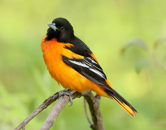 Baltimore Oriole Icterus galbula