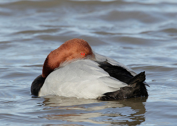 Pochard Aythya ferina