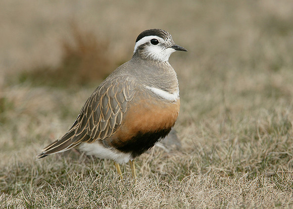 Dotterel Charadrius morinellus