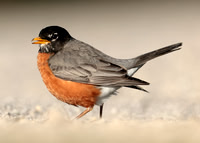 American Robin Turdus migratorius