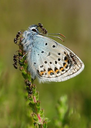Silver-studded Blue Plebeius argus