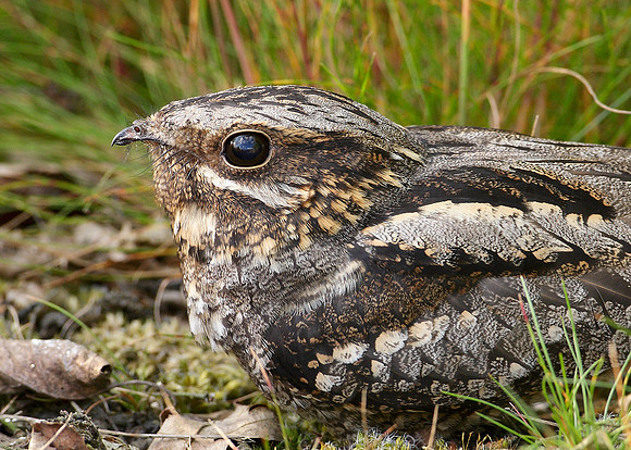 Nightjar Caprimulgus europaeus