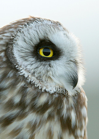 Short-eared Owl Asio flammeus