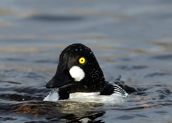 Goldeneye Bucephala clangula