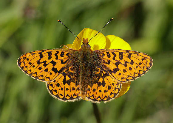 Pearl-Bordered Fritillary Boloria euphrosyne
