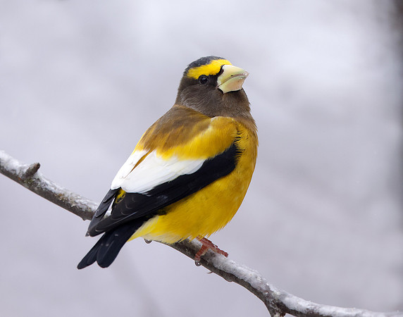 Evening Grosbeak Coccothraustes vespertinus